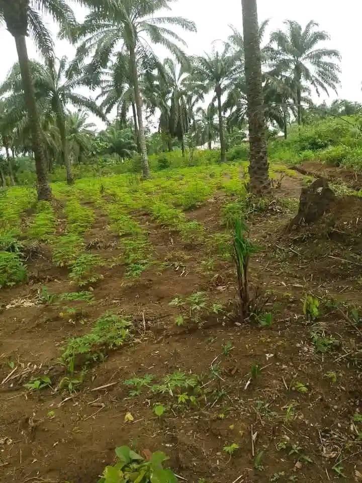 Land for Sale in Itak junction ,along ikot ekpene road, Akwa Ibom cover picture