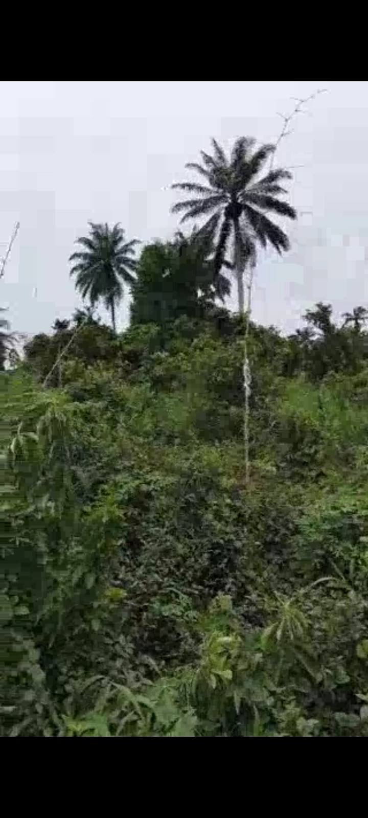 Land for Sale in Near Airforce  secondary school Asutan, Akwa Ibom cover picture