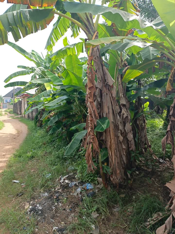 Land for Sale in Off Abak road ,opposite church of Christ .., Akwa Ibom cover picture