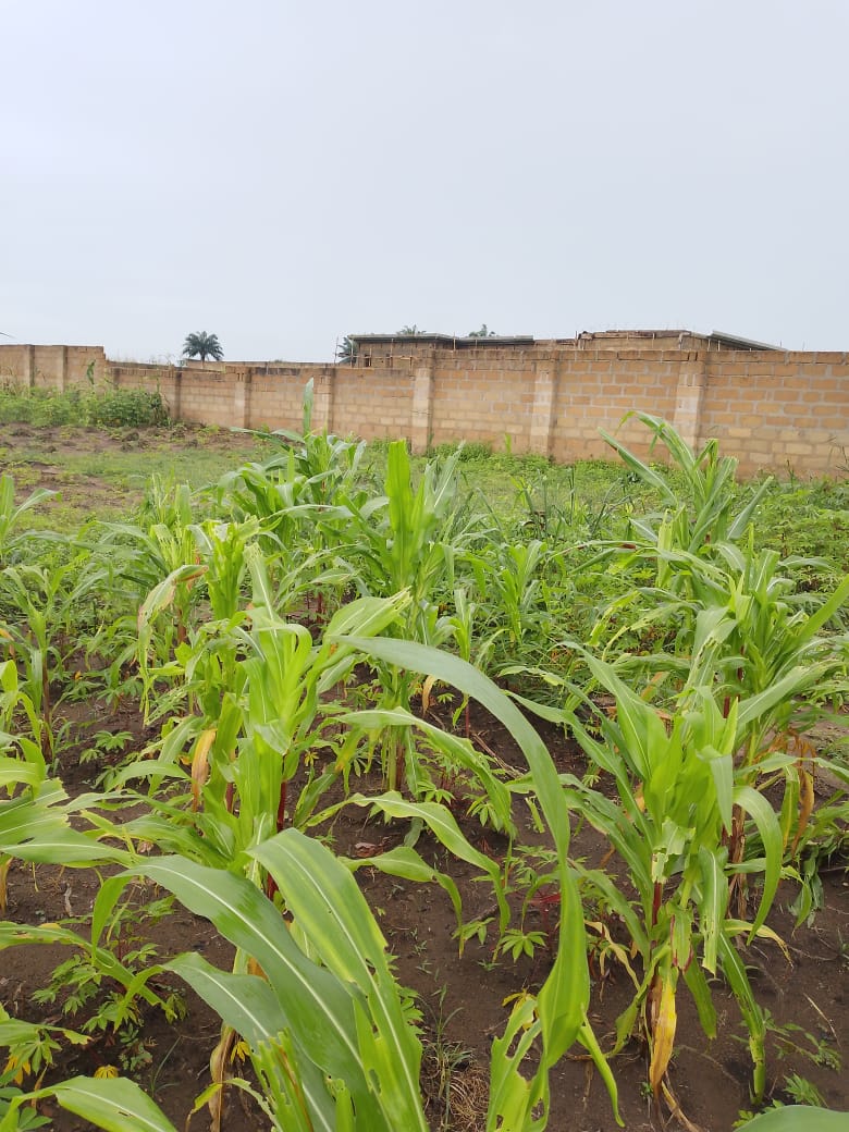 Land for Sale in Martha vineyard residential estate,off idoro road, Akwa Ibom cover picture