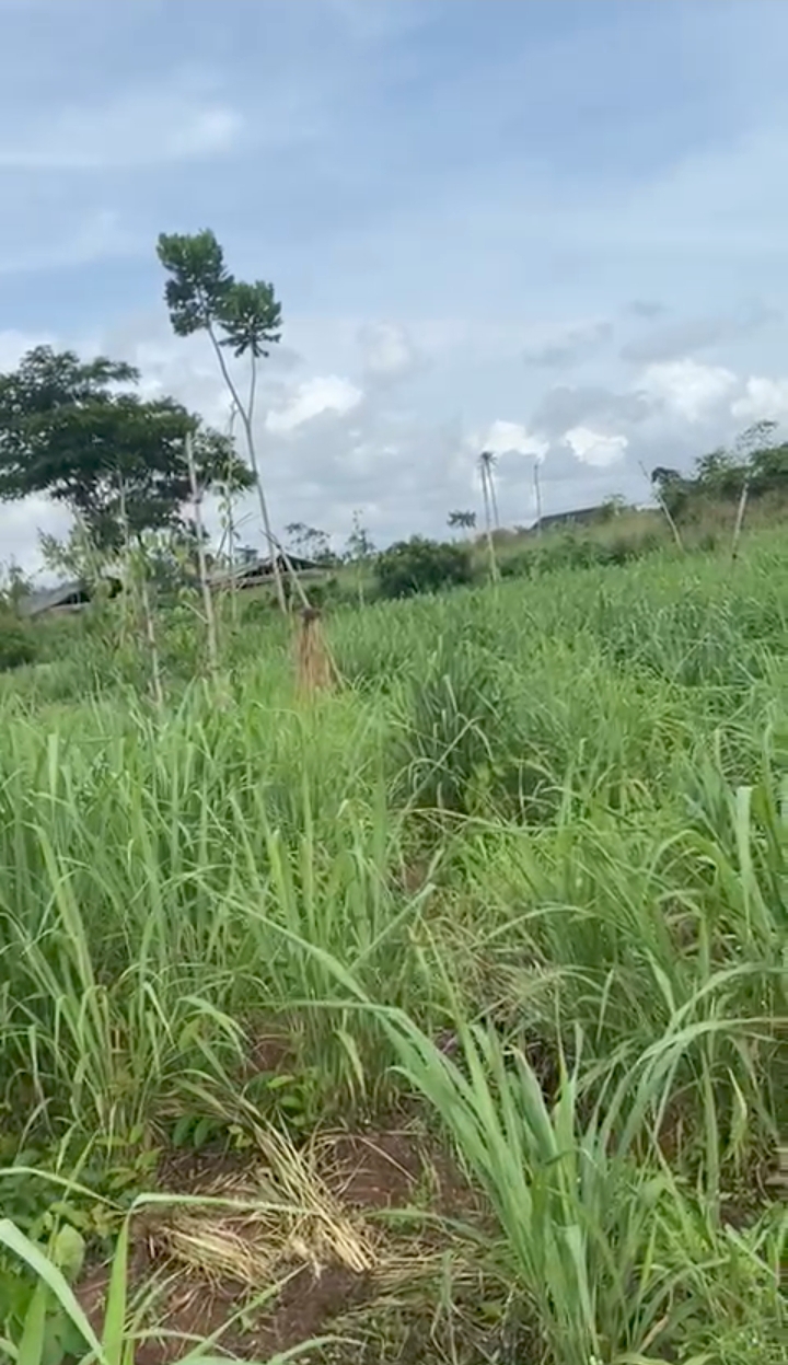Land in Eyea Auchi road Edo cover picture