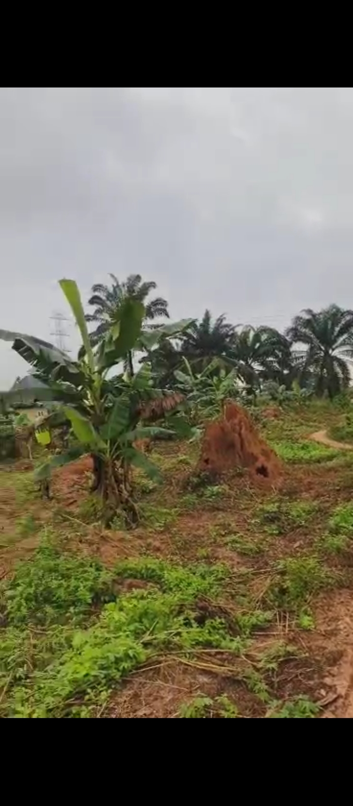 Land for Sale in Ologbo sapele road, Edo cover picture