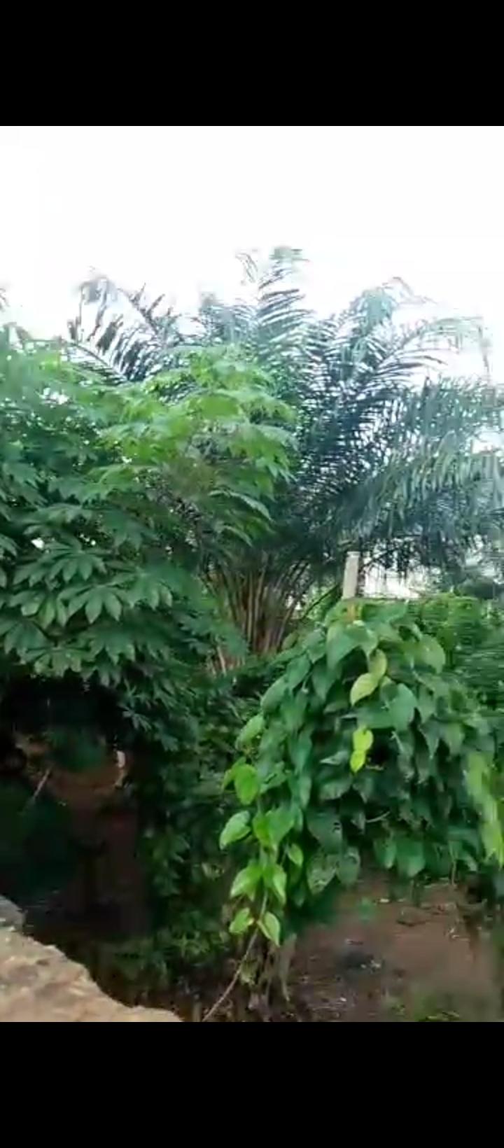 Land for Sale in Guobadia, Edo cover picture