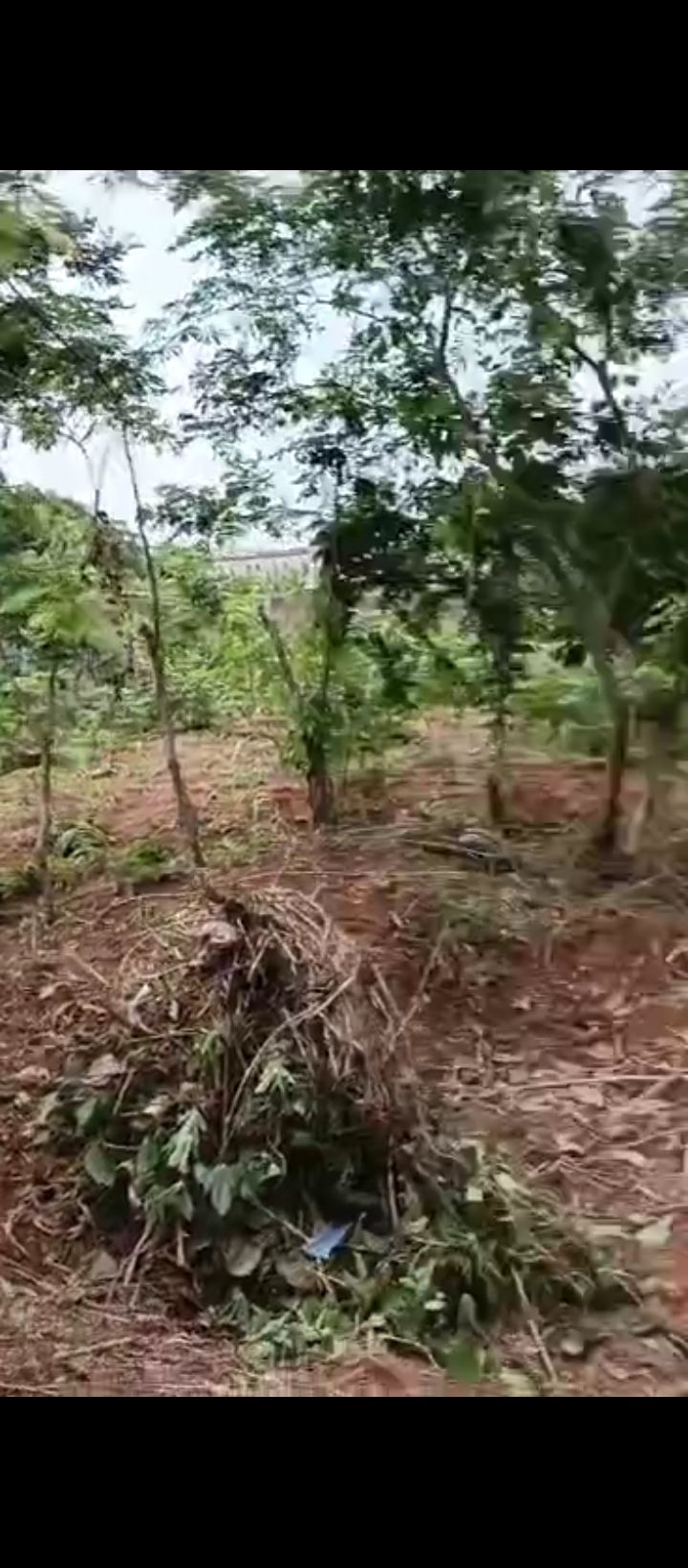 Land for Sale in Ugbor, Edo cover picture