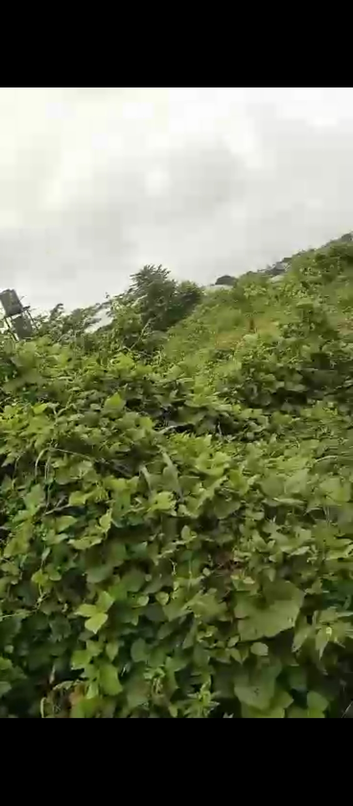 Land for Sale in Ugbor central, Edo cover picture