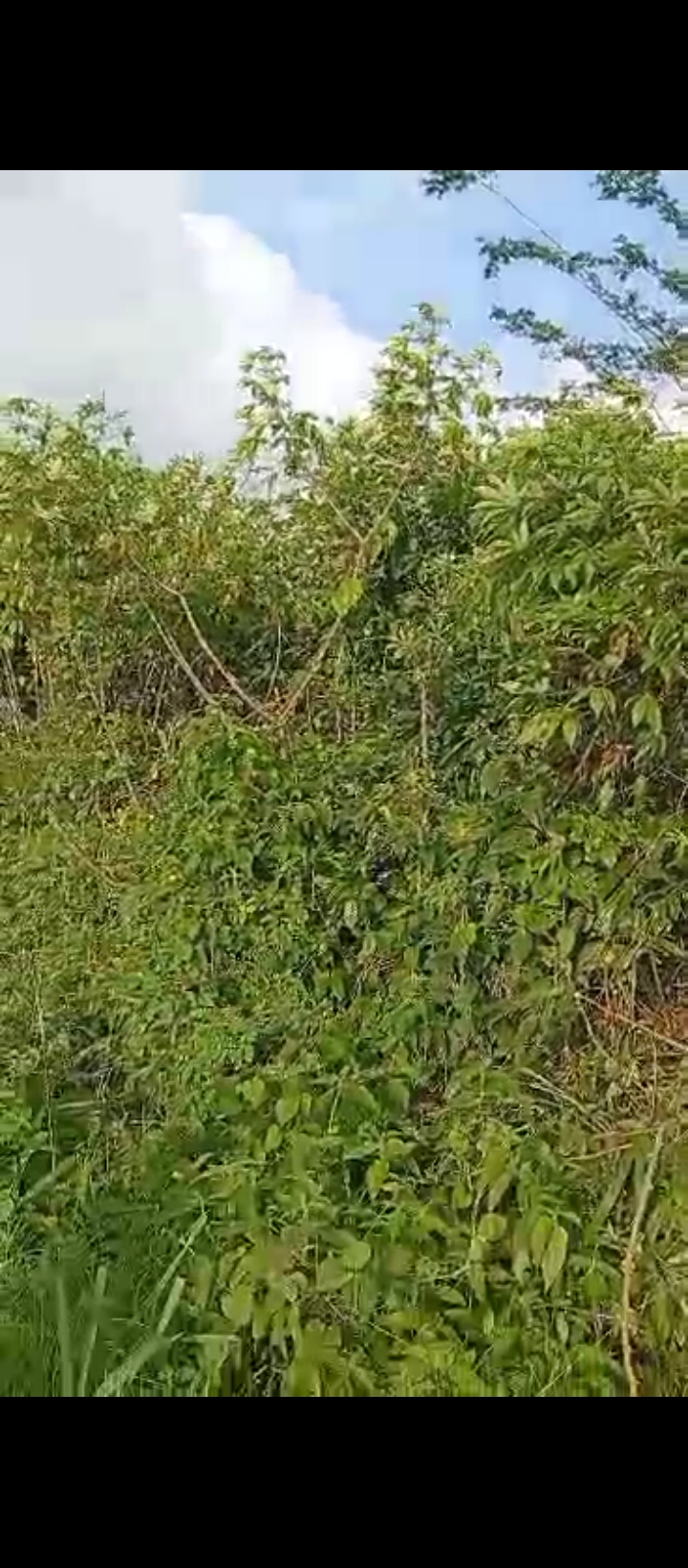 Land for Sale in Airport road, Edo cover picture