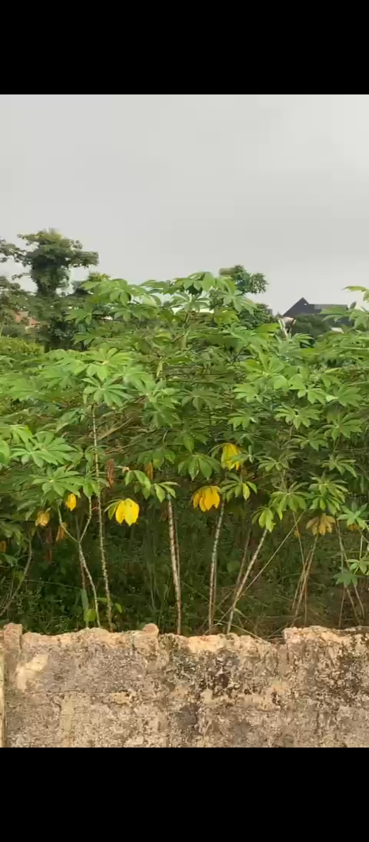 Land for Sale in Amagba, Edo cover picture