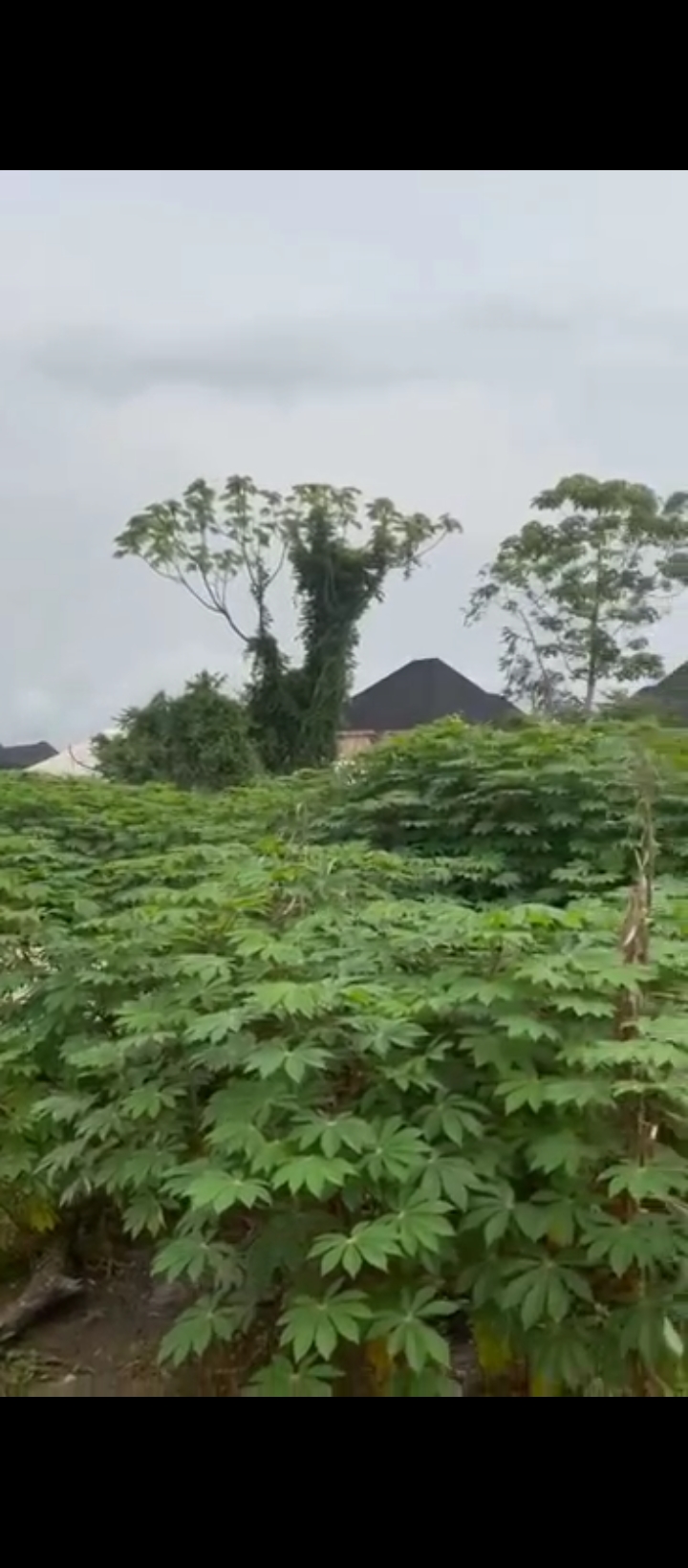 Land for Sale in Airport road, Edo cover picture