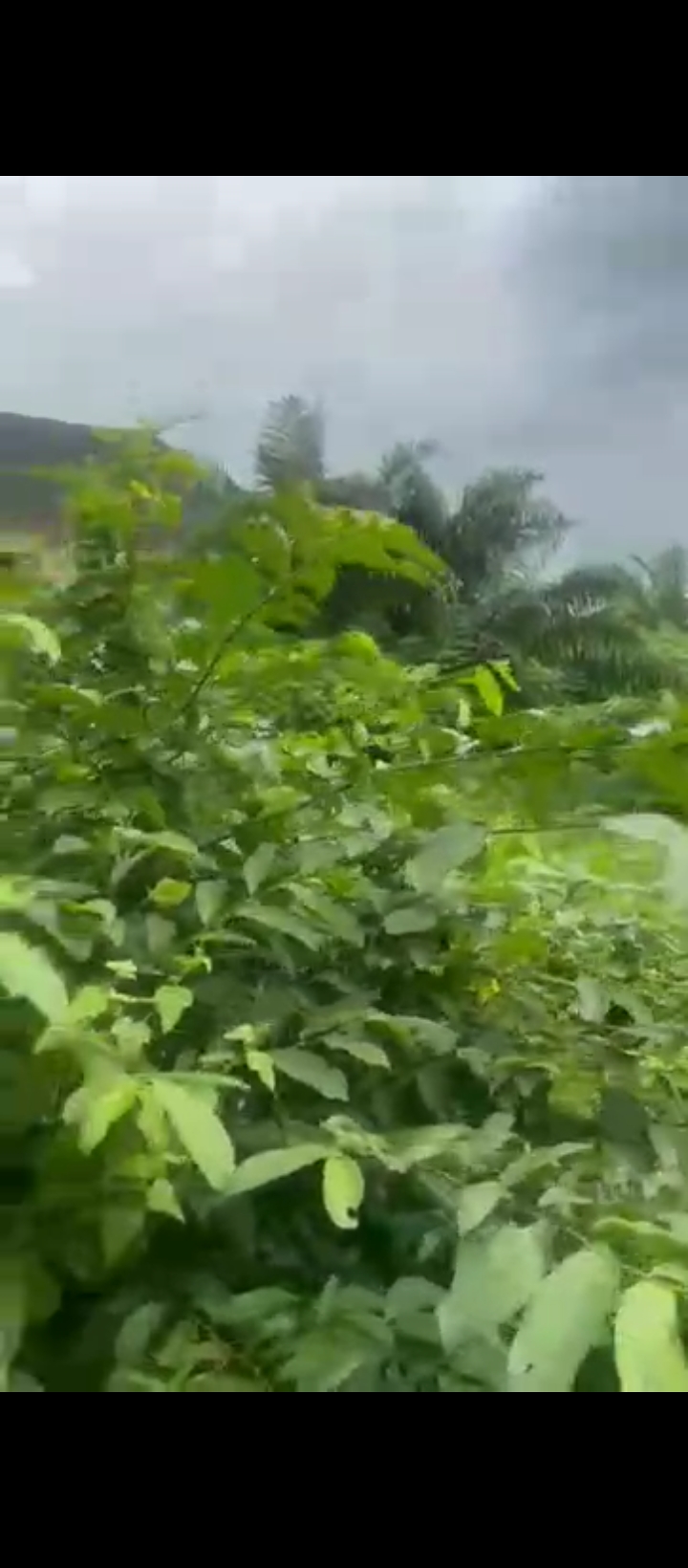 Land for Sale in Evbhuku sapele road, Edo cover picture