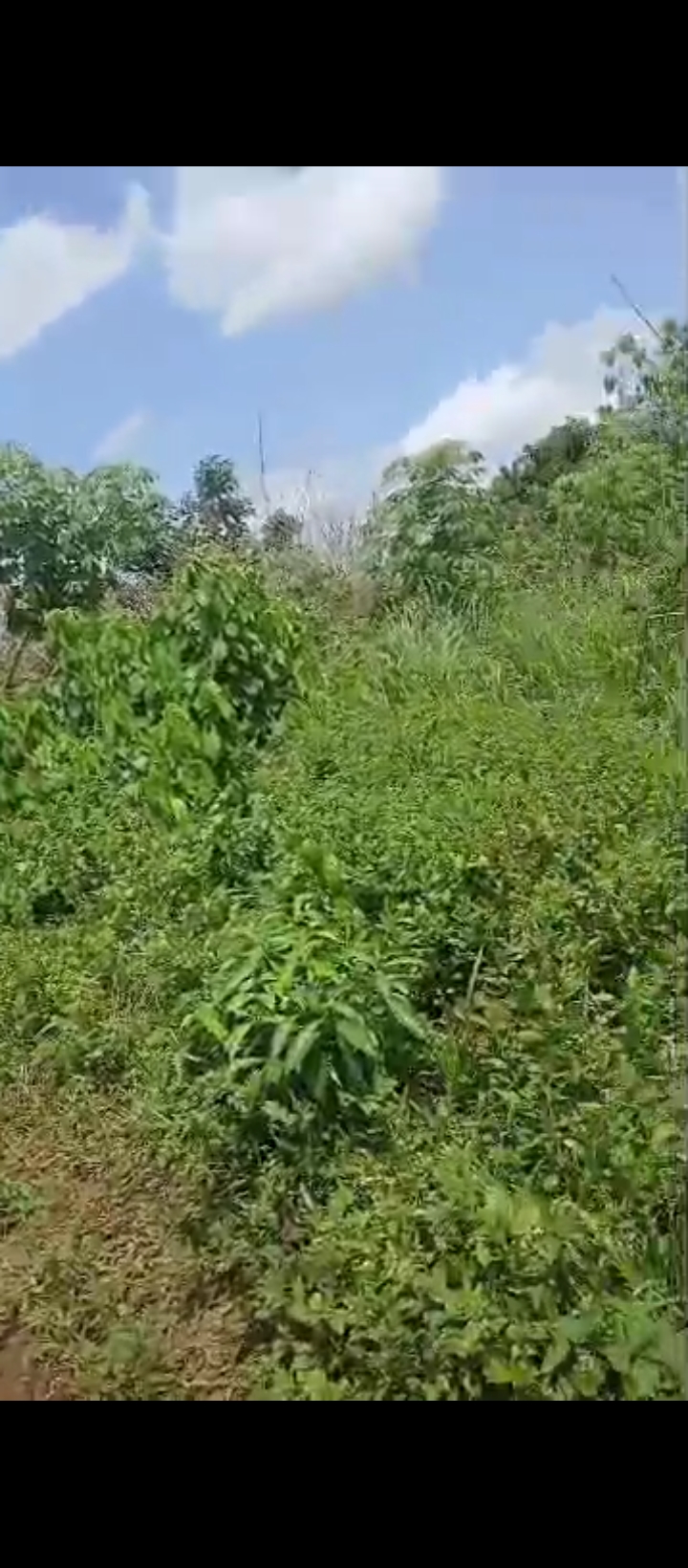 Land for Sale in Ohlolo community, Edo cover picture