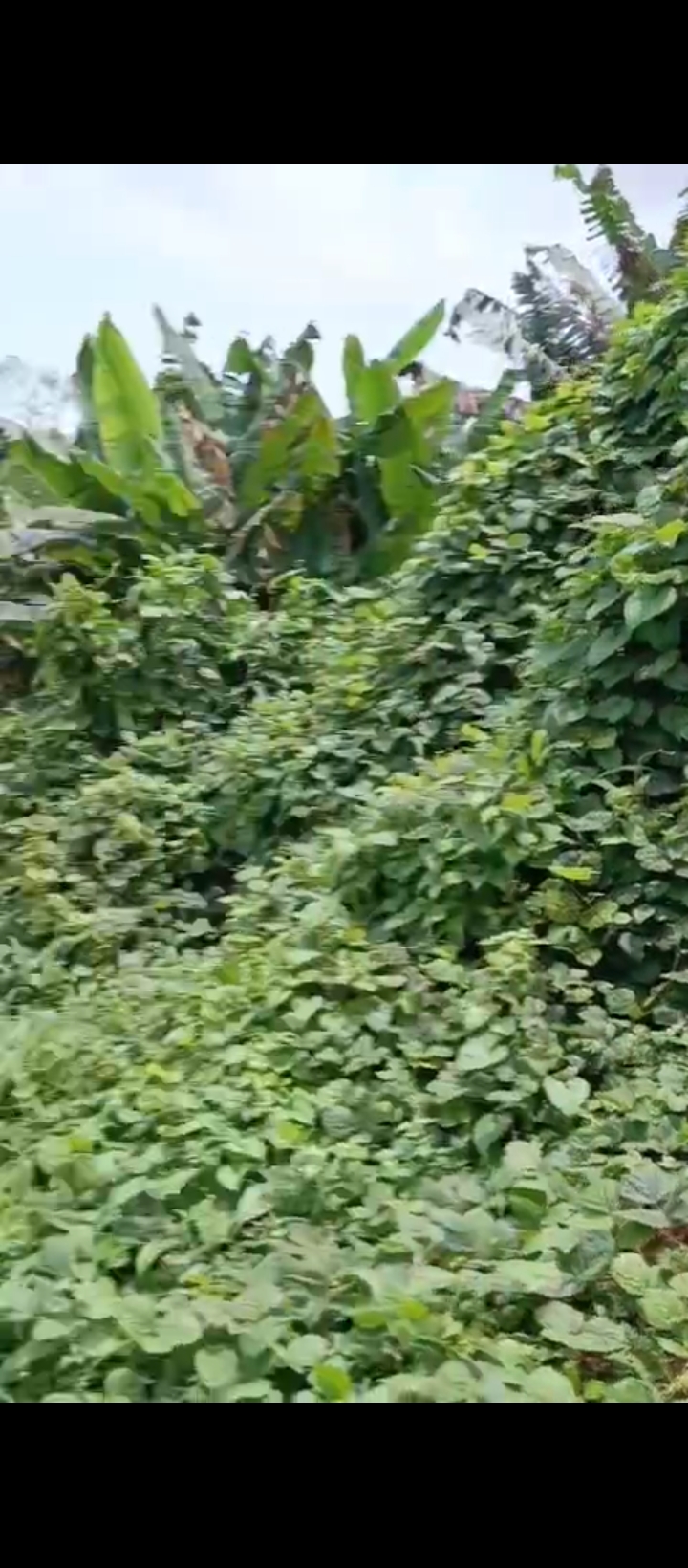 Land for Sale in Airport road, Edo cover picture