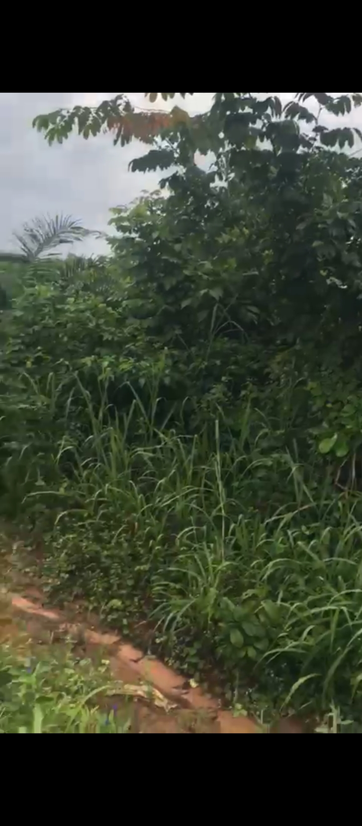 Land for Sale in Egbirhe, Edo cover picture