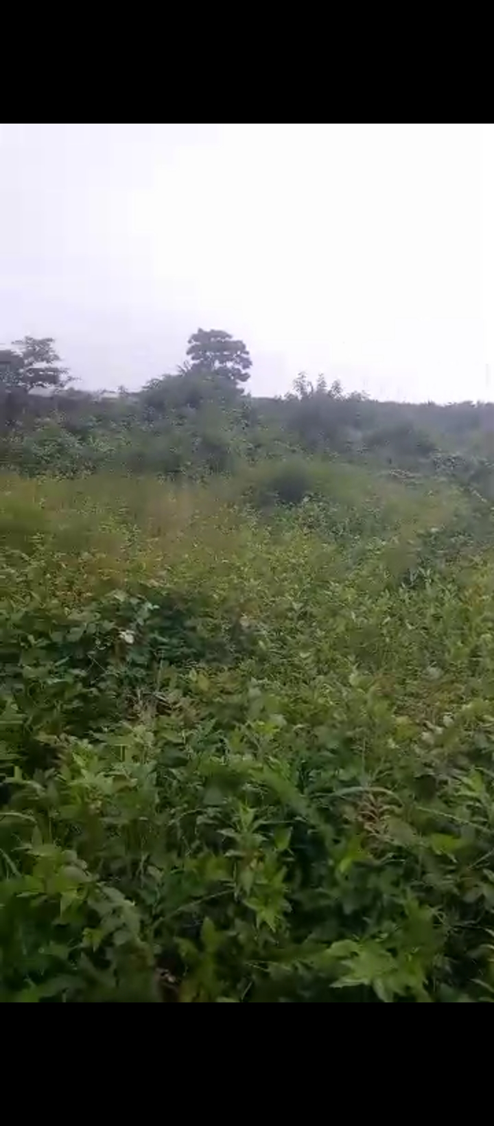 Land for Sale in Amagbe, Edo cover picture