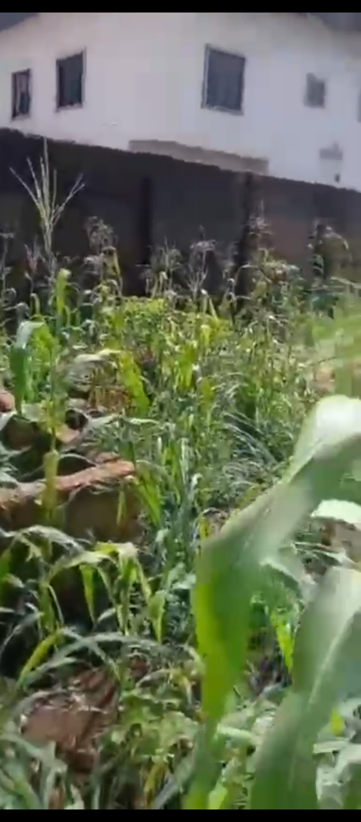 Land for Sale in Ugbor MTN mask, Edo cover picture