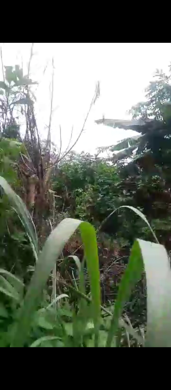 Land for Sale in IYEKOGBA IRIRI RD AIRPORT RD BENIN, Edo cover picture