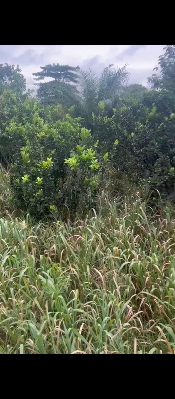 Land for Sale in Uholor community Benin city, Edo cover picture