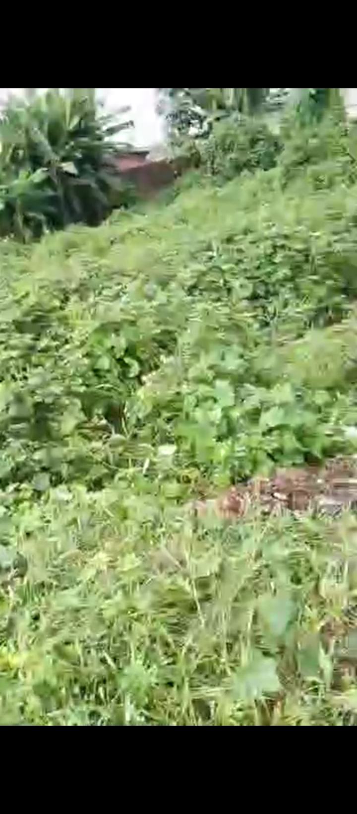 Land for Sale in Uselu Benin city, Edo cover picture