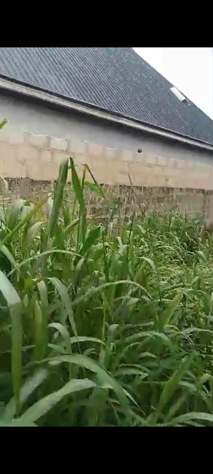 Land for Sale in Elelenwo, Rivers cover picture