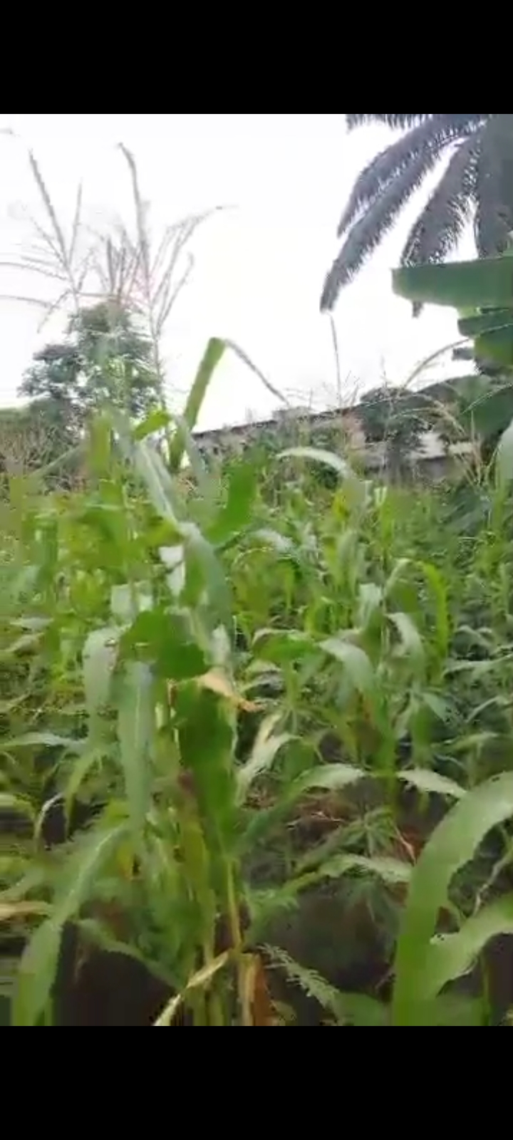 Land in Elimgbu Court Estate Rivers cover picture