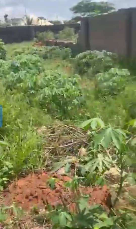 Land for Sale in Amachai, Delta cover picture