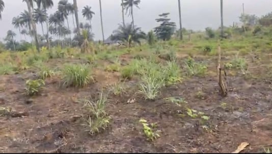 Land for Sale in Abraka, Delta cover picture