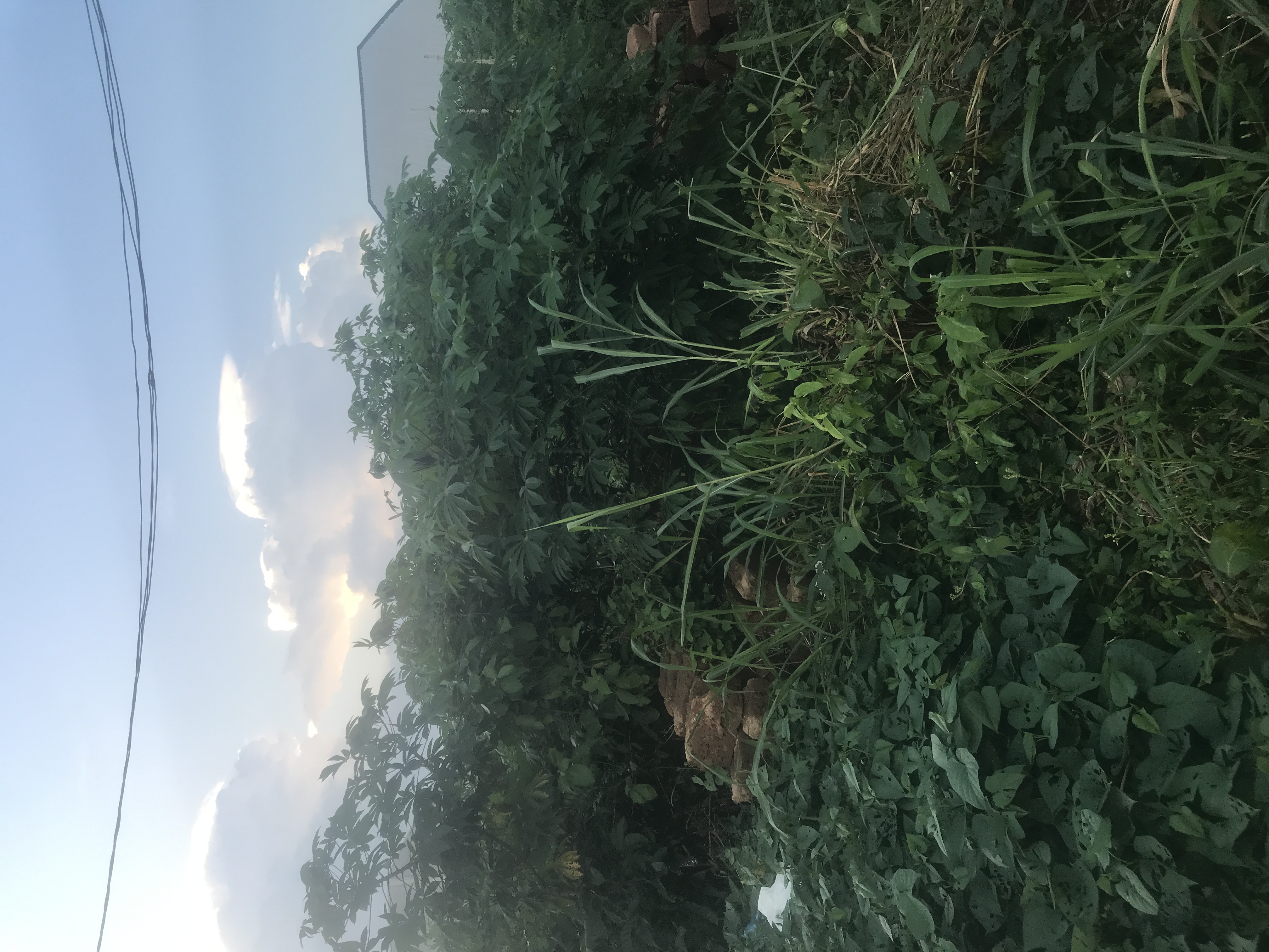 Land for Sale in Amachai, Delta cover picture