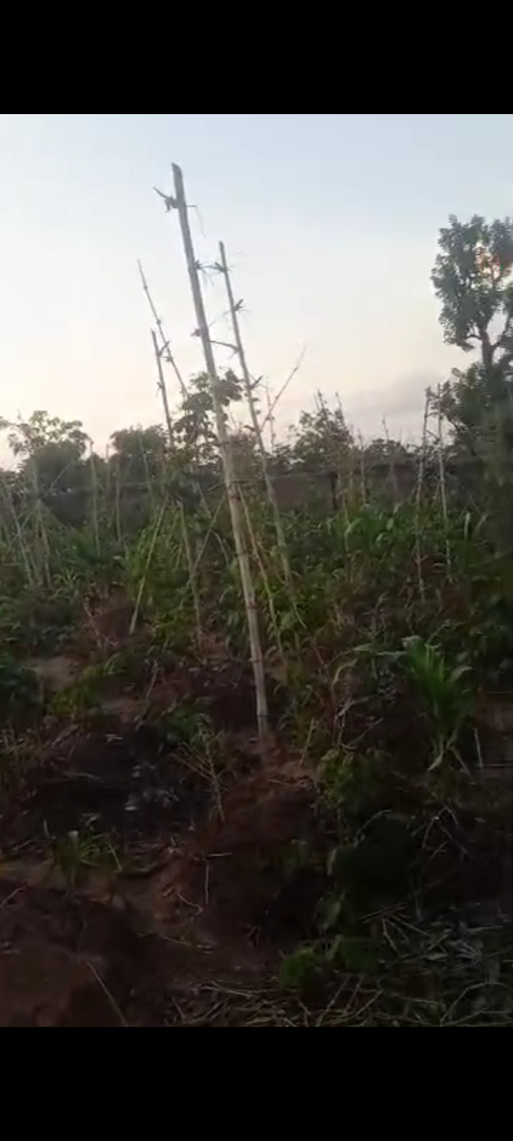 Land for Sale in Ogbonecheagu, Enugu cover picture