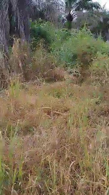 Land for Sale in Uguomu, Enugu cover picture